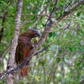 Kaka parrot, New Zealand native bird